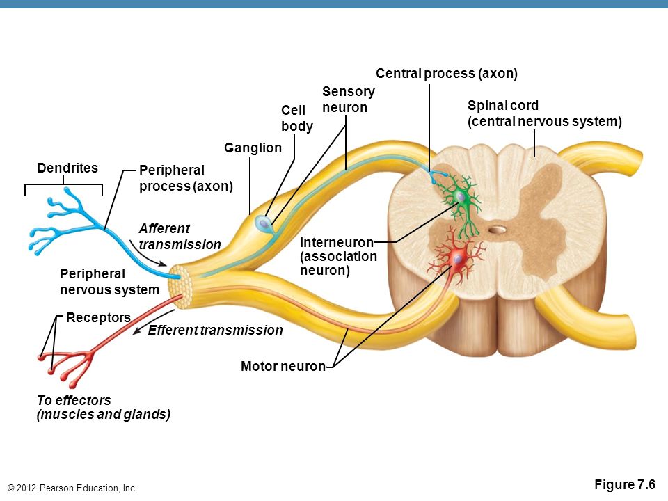 Human Physiology/The Nervous System